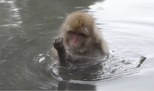 ‘Japonya’nın Vahşi Dünyası’, 8 Eylül Salı Saat 20.00’de İki Bölüm Art Arda National Geographic WILD Ekranlarında!